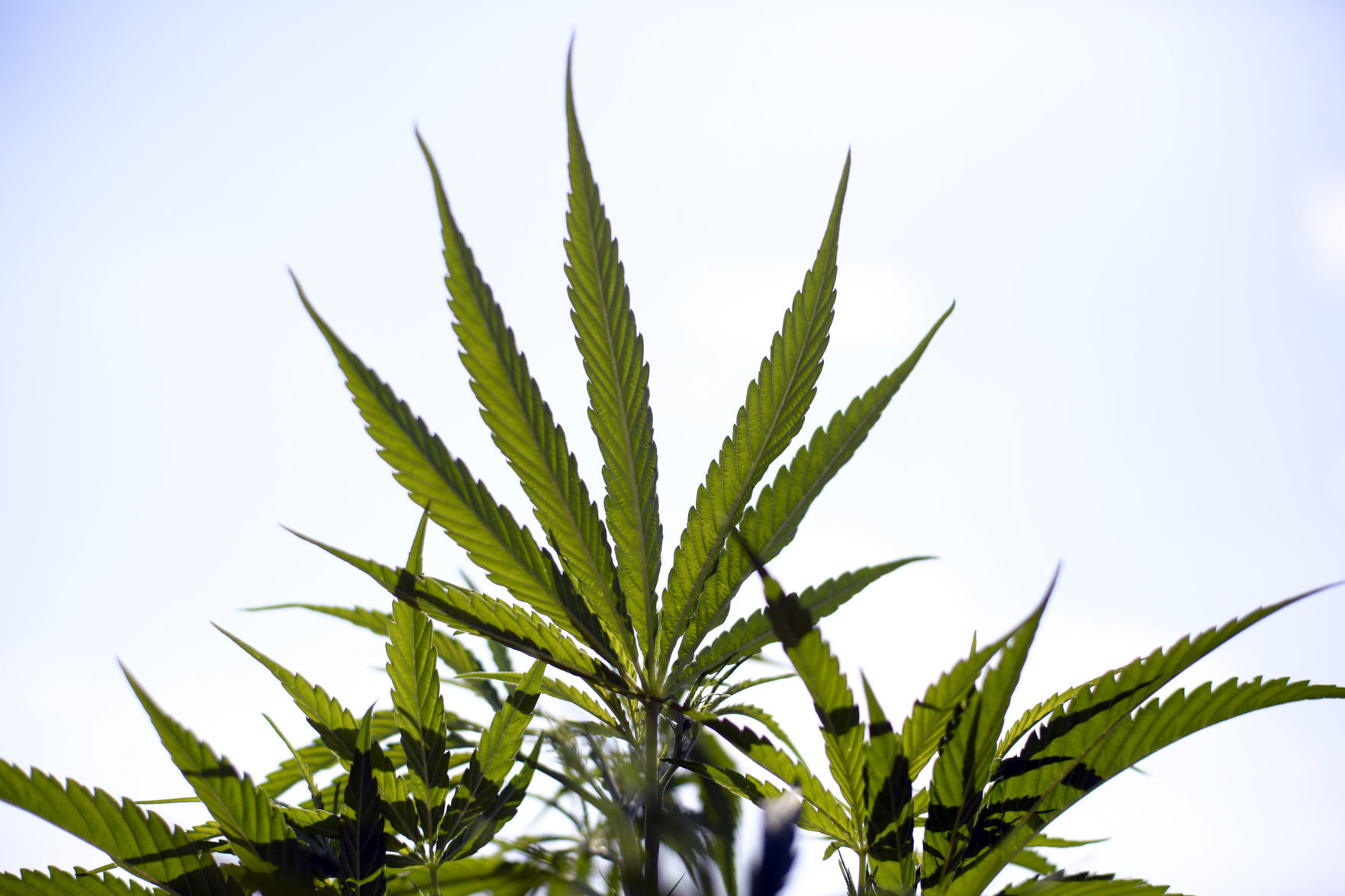 KBSI Hemp